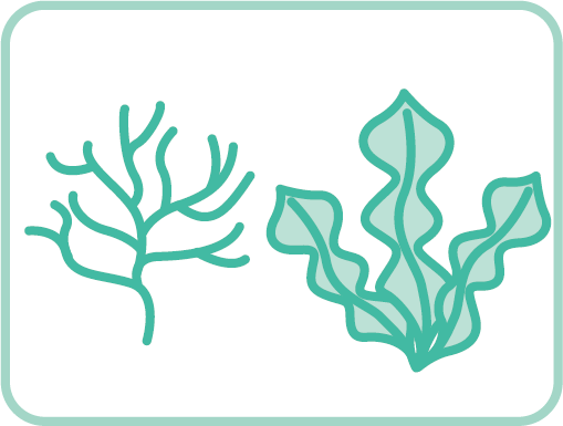 海藻類